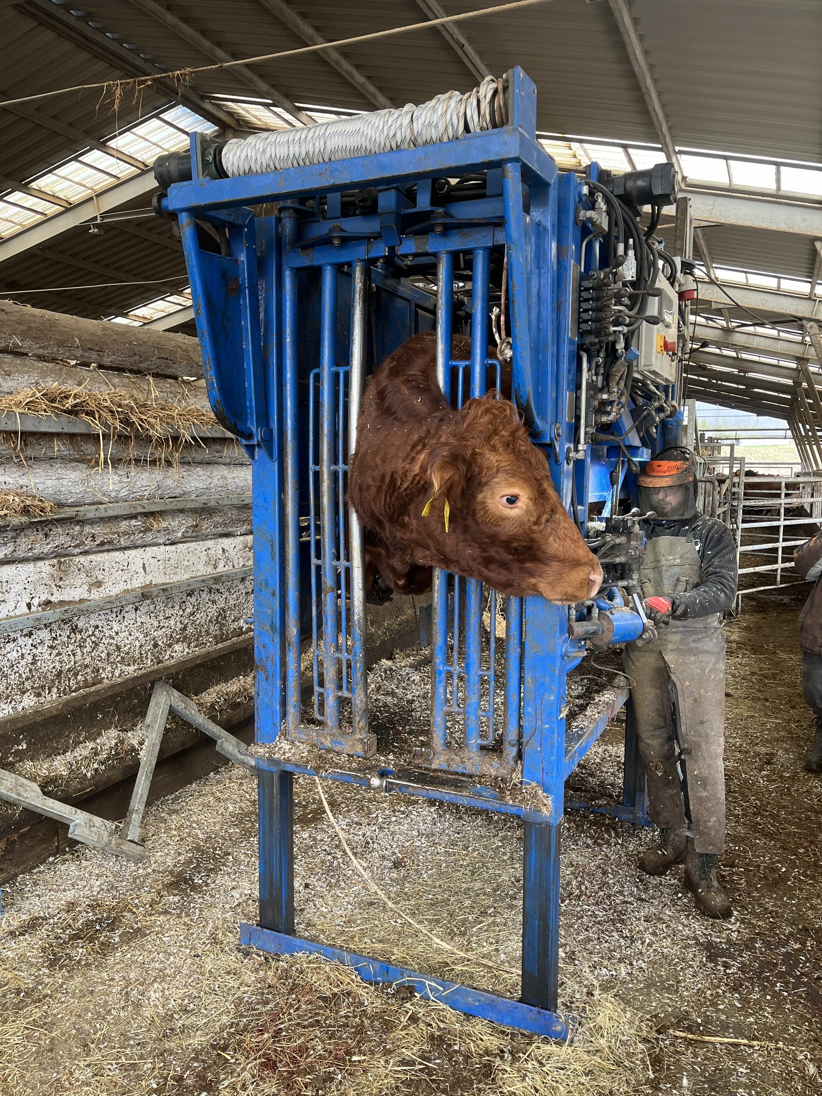 Ošetření paznehtů krávy v hydraulické kleci